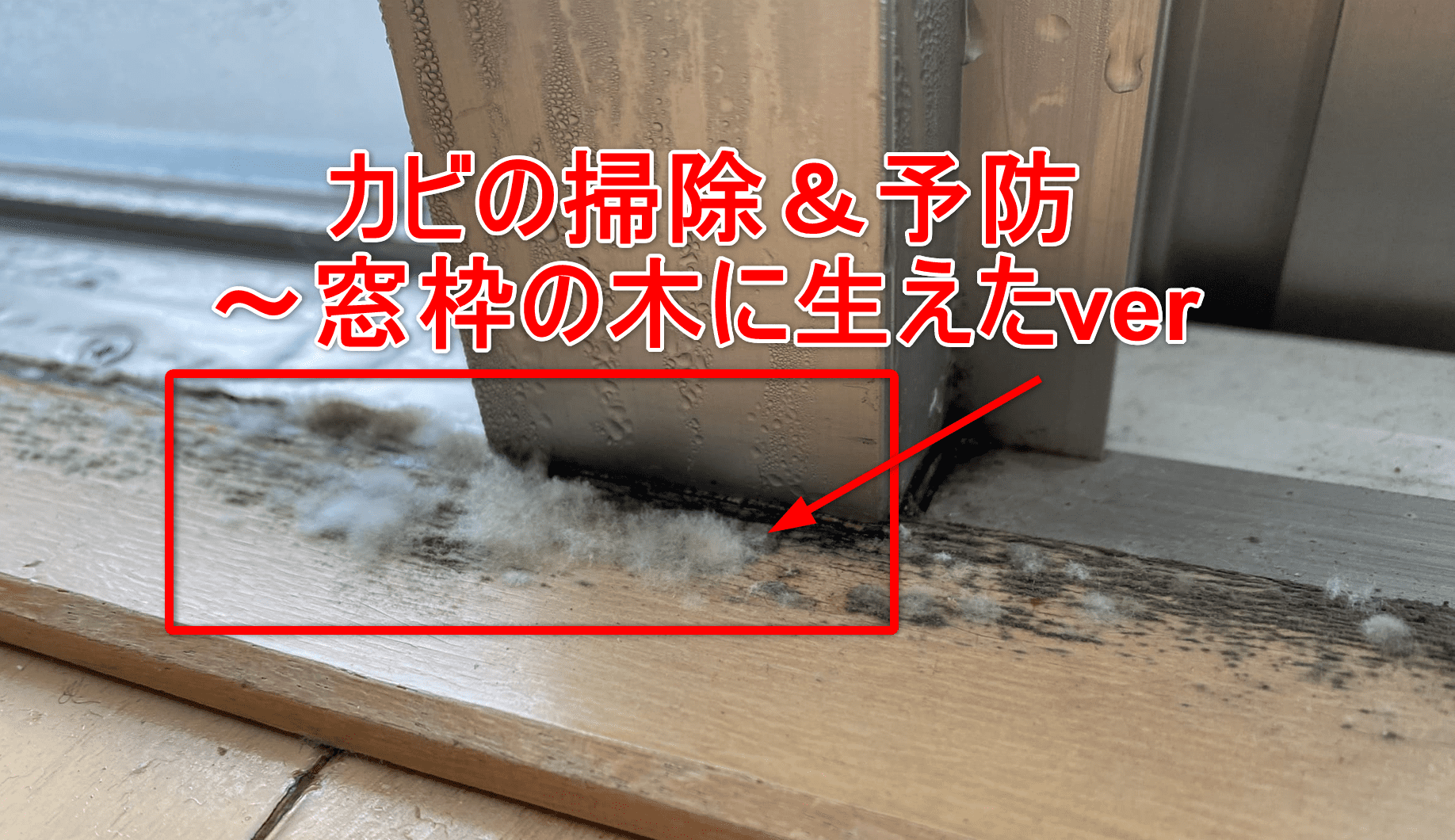 閲覧注意 助けて 窓枠の木にカビが生えた時の掃除 予防を解説 家が大好きだjon